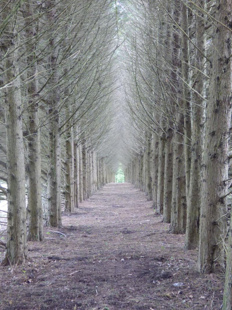 Ancien domaine de chasse, cette allée témoigne d'un passage secret et devient une véritable surprise à découvrir 