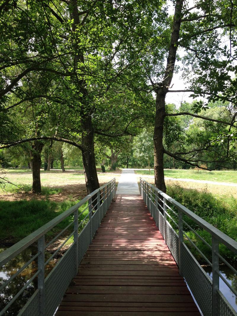 Une nouvelle passerelle frayant son chemin entre les arbres