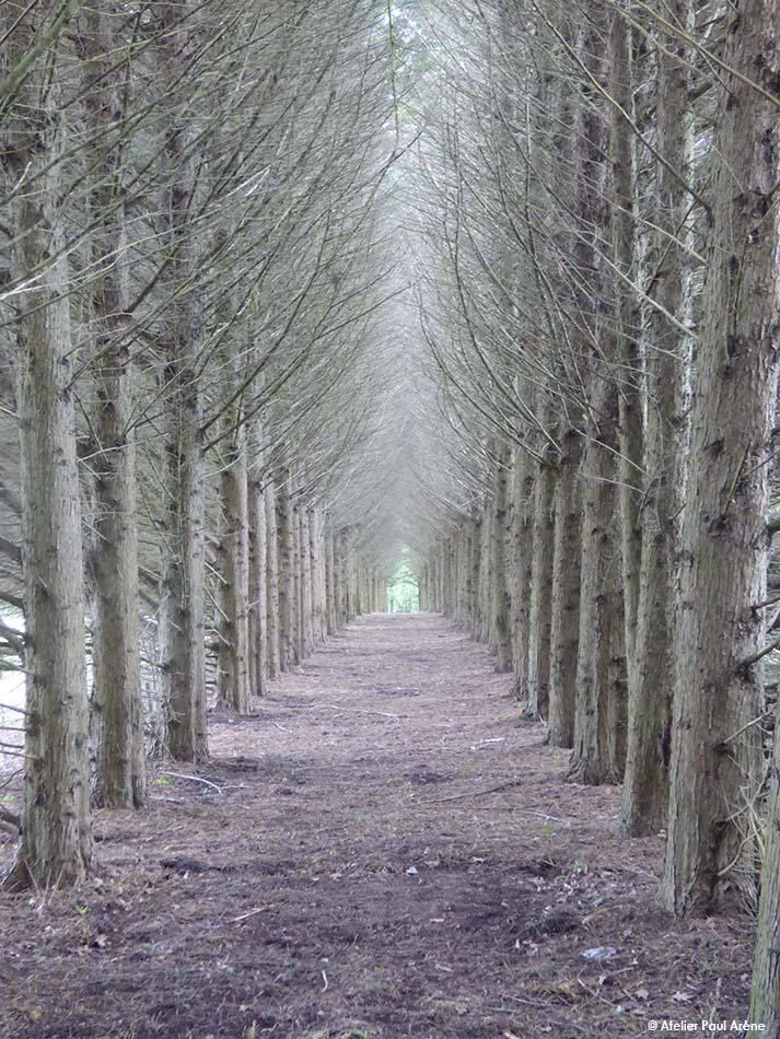 Ancien domaine de chasse, cette allée témoigne d'un passage secret et devient une véritable surprise à découvrir